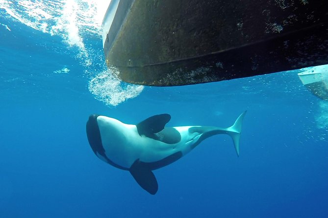 Bremer Bay Orca Experience - Is $286.18 a fair price?