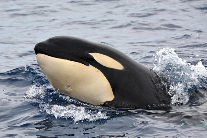 Bremer Bay Orca Experience - A 25-metre cruiser built for the Bremer Canyon