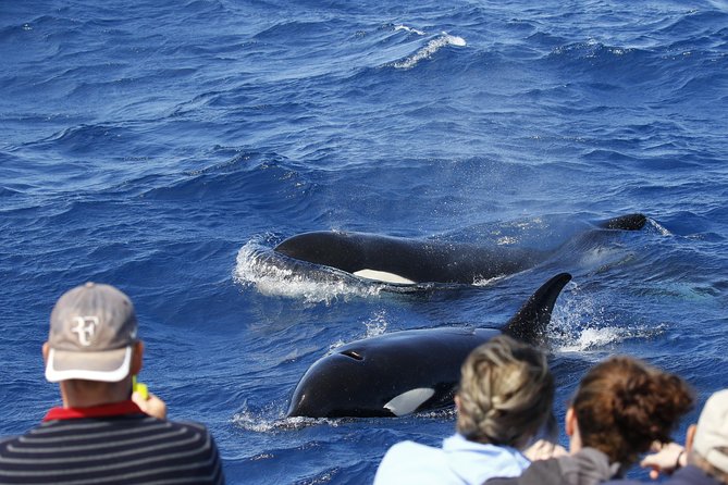 Bremer Canyon Killer Whale (Orca) Expedition - Why Bremer Canyon is worth the long day