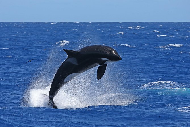 Bremer Canyon Killer Whale (Orca) Expedition - Is $286.18 good value?