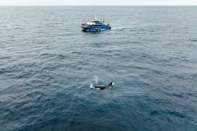 Bremer Canyon Killer Whale (Orca) Expedition - Who should book this expedition?