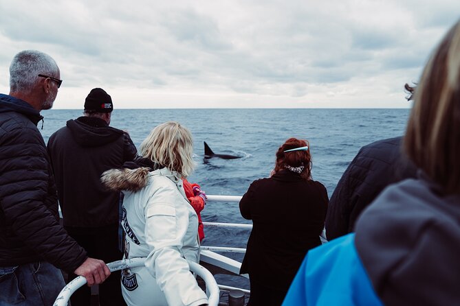 Bremer Canyon Killer Whale (Orca) Expedition - My verdict on the Bremer Canyon orca trip