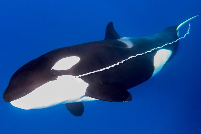 Bremer Canyon Killer Whale (Orca) Expedition - Finding killer whales in their feeding grounds