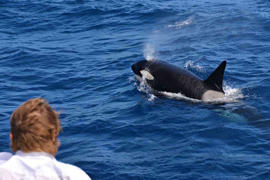 Bremer Canyon Orca Experience from Bremer Bay - Key points to know before you book