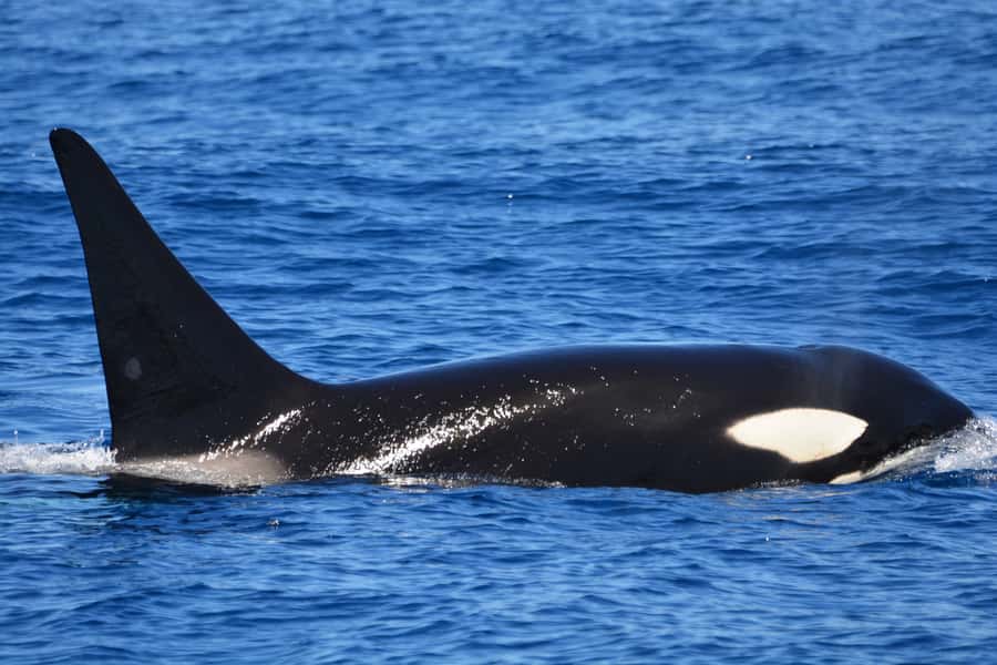 Bremer Canyon Orca Experience from Bremer Bay - What makes the Bremer Canyon special