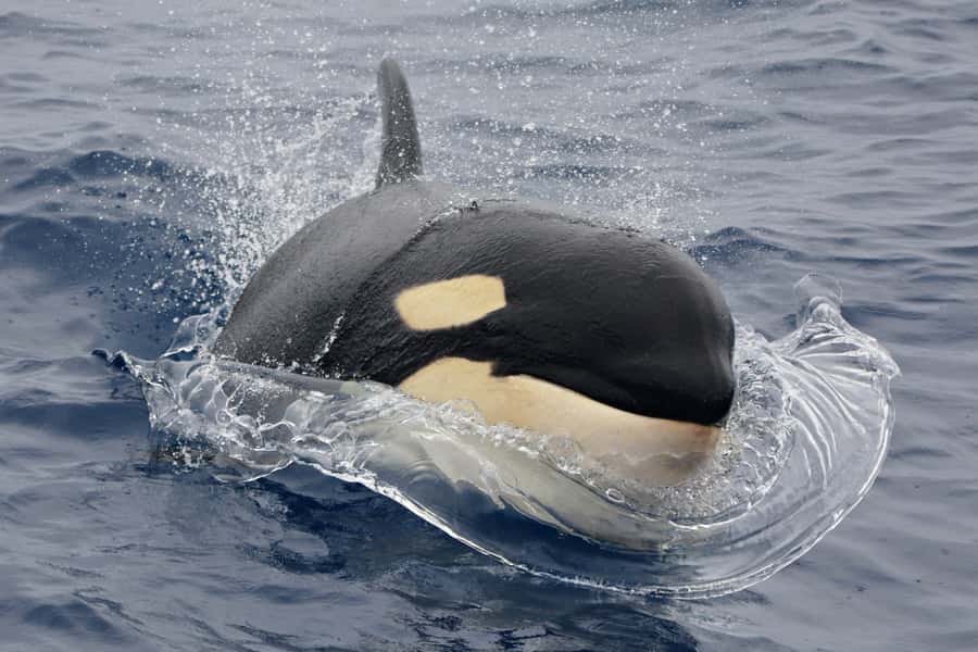 Bremer Canyon Orca Experience from Bremer Bay - The ride to the orca grounds