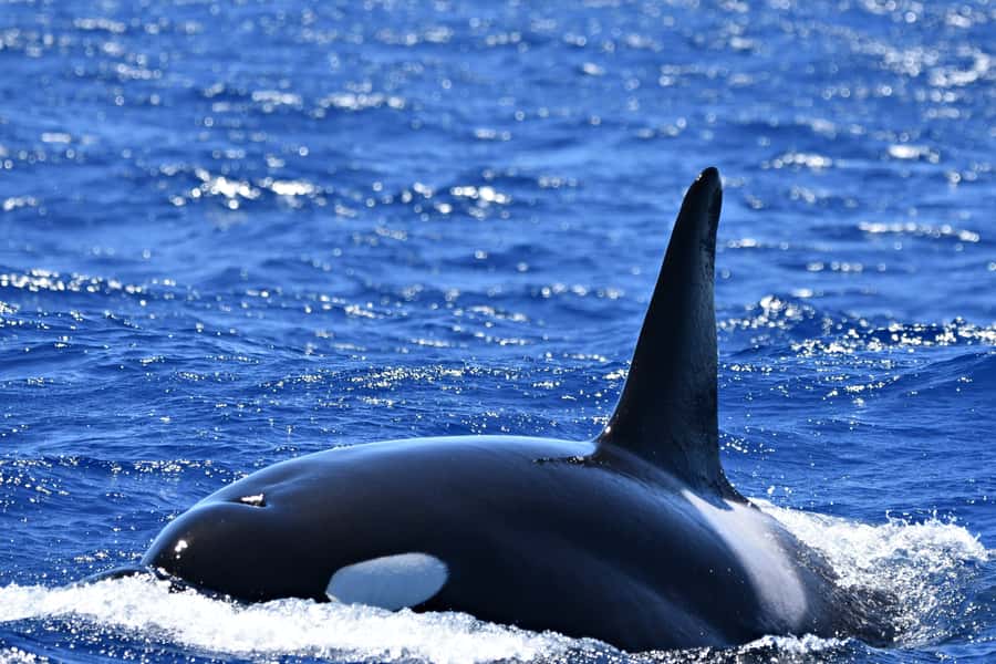 Bremer Canyon Orca Experience from Bremer Bay - Commentary from people who know the canyon