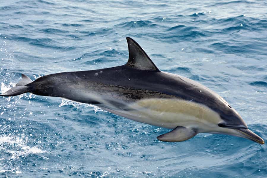 Bremer Canyon Orca Experience from Bremer Bay - Food, drinks, and a long day offshore