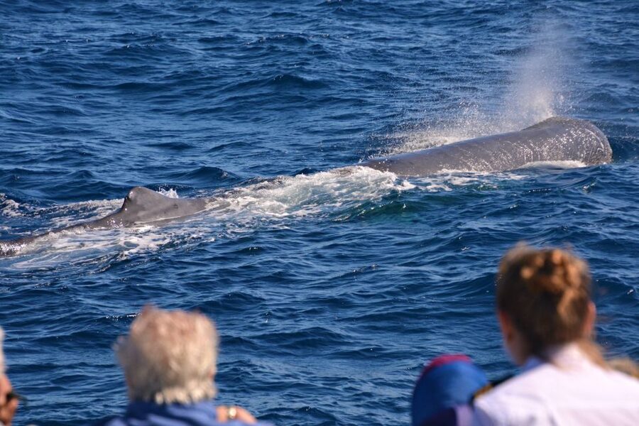 Bremer Canyon Orca Experience from Bremer Bay - Photos you receive after the trip