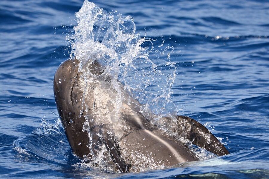 Bremer Canyon Orca Experience from Bremer Bay - Is $282 a fair price?