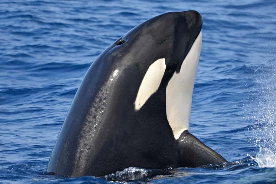 Bremer Canyon Orca Experience from Bremer Bay - Starting at Bremer Bay Boat Harbour