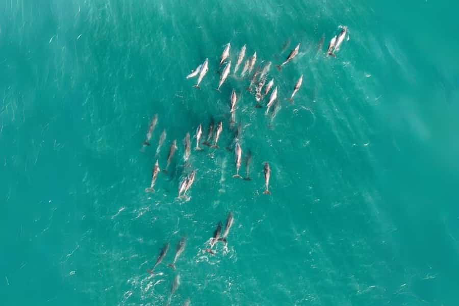 Brisbane to North Stradbroke Island Day: Wildlife & Beaches - Cylinder Beach: the proper chance to slow down