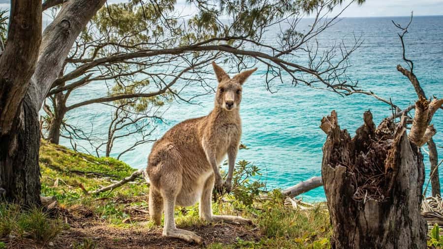 Brisbane to North Stradbroke Island Day: Wildlife & Beaches - Is $134 a fair price?