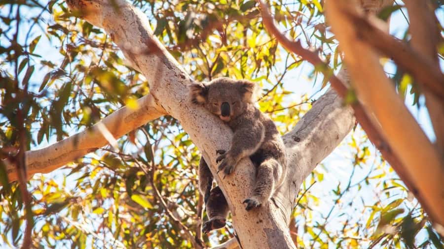 Brisbane to North Stradbroke Island Day: Wildlife & Beaches - North Gorge Walk: the day’s best scenic hour