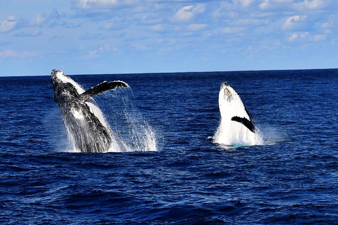 Brisbane Whale Watching Cruise from Redcliffe or Sunshine Coast - Why Moreton Bay is a strong whale-watching choice