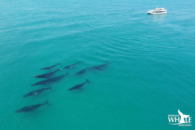 Brisbane Whale Watching Cruise from Redcliffe or Sunshine Coast - Cruising from Redcliffe into Moreton Bay