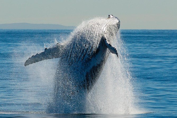 Brisbane Whale Watching Cruise from Redcliffe or Sunshine Coast - Watching mothers, calves, and breaching whales