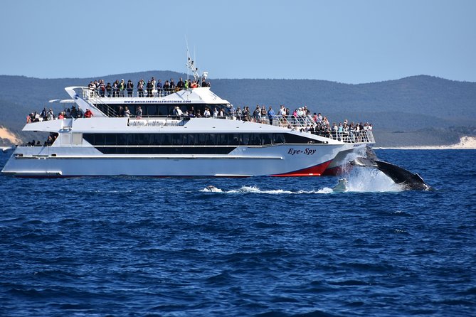 Brisbane Whale Watching Cruise from Redcliffe or Sunshine Coast - Lunch, drinks, and seating choices
