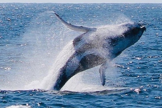 Brisbane Whale Watching Cruise from Redcliffe or Sunshine Coast - What the five-hour schedule feels like