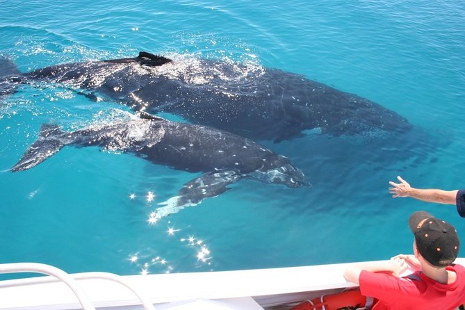 Brisbane Whale Watching Cruise from Redcliffe or Sunshine Coast - Is $114.76 good value?