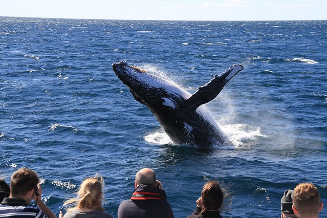 Brisbane Whale Watching Cruise from Redcliffe or Sunshine Coast - Who will enjoy this cruise most