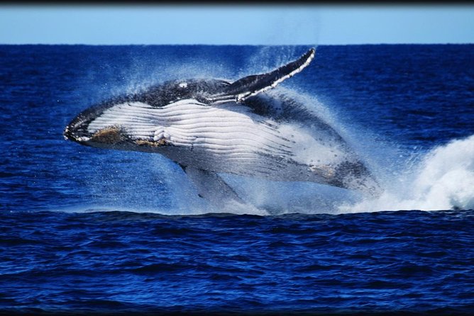 Brisbane Whale Watching Cruise from Redcliffe or Sunshine Coast - Boarding the Eye Spy at Redcliffe