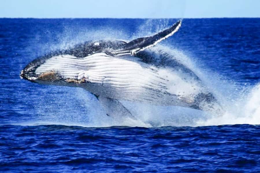 Brisbane: Whale Watching Cruise with Lunch - Key points to know before you book