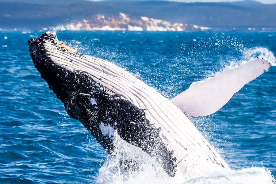 Brisbane: Whale Watching Cruise with Lunch - What the five-hour cruise feels like