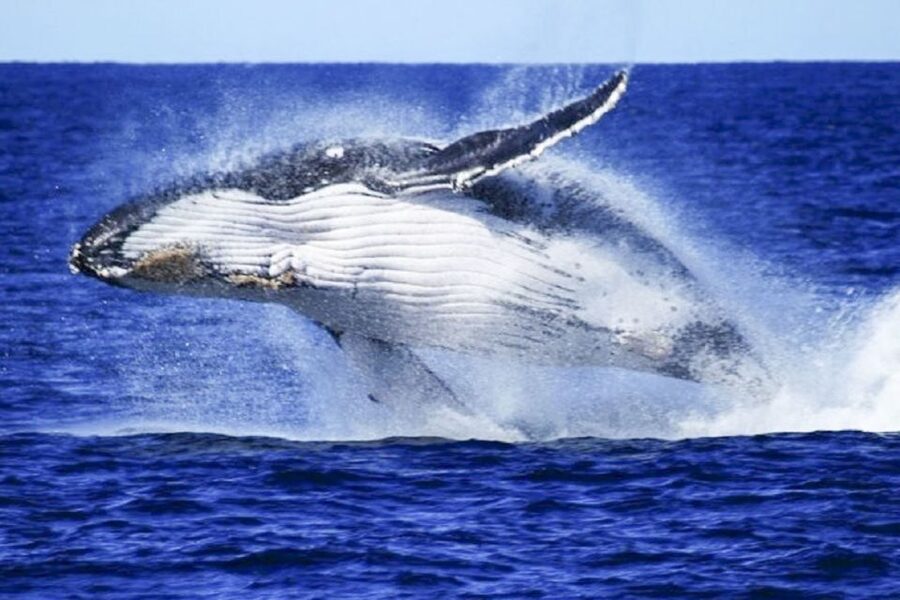 Brisbane: Whale Watching Cruise with Lunch - Accessibility and practical details