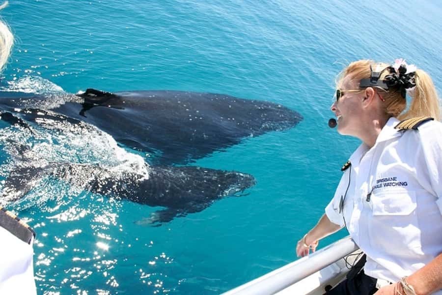 Brisbane: Whale Watching Cruise with Lunch - Moreton Bay is the main attraction