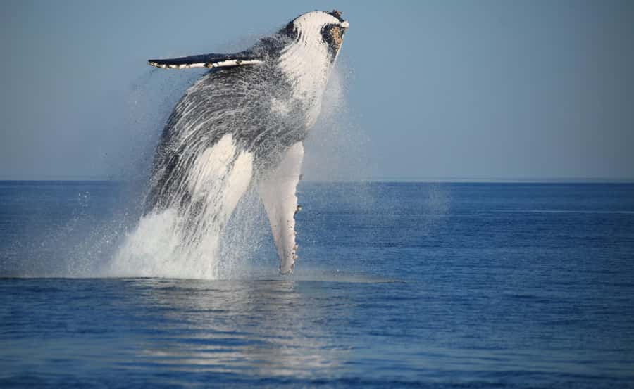 Broome Sunset & Whale Watching Cruise - Hearing the whales with the onboard hydrophone
