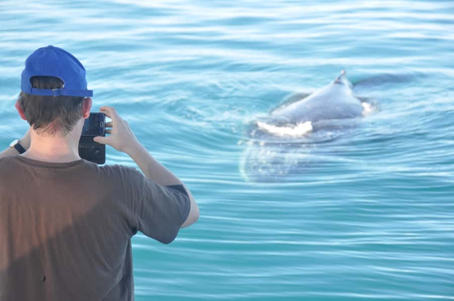 Broome: Whale Watching & Sunset Cruise - Key points to know before booking