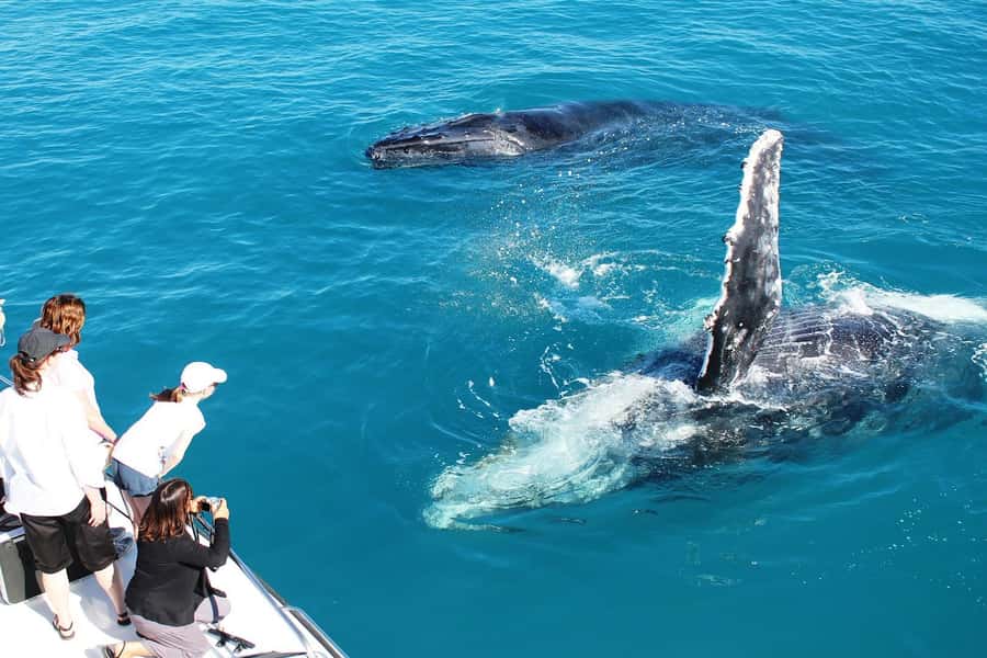 Broome: Whale Watching & Sunset Cruise - What the $127 price covers