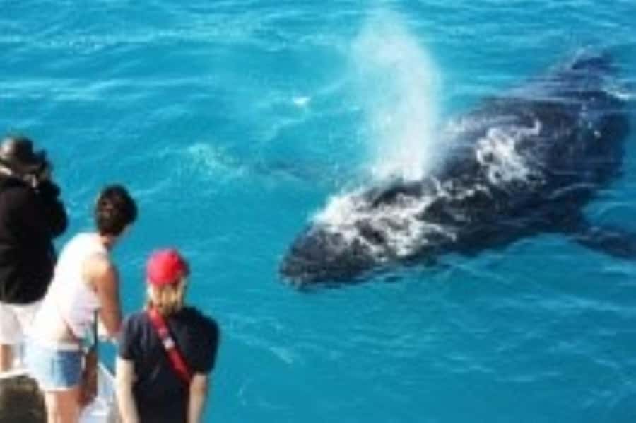 Broome: Whale Watching & Sunset Cruise - The catamaran gives you room to watch