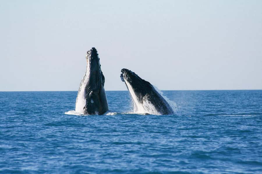 Broome: Whale Watching & Sunset Cruise - Starting in Broome and boarding from the beach
