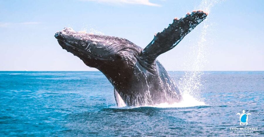 Bundaberg: Whale Watching Sightseeing Cruise with Lunch - Key points to know before you book