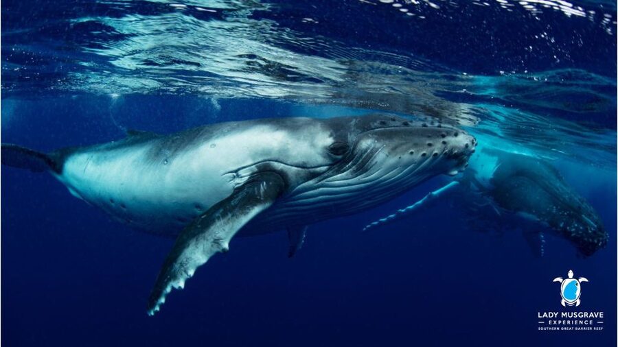 Bundaberg: Whale Watching Sightseeing Cruise with Lunch - Why Bundaberg is called the humpback highway