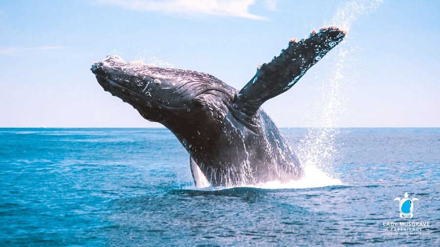 Bundaberg: Whale Watching Sightseeing Cruise with Lunch - The first stretch offshore