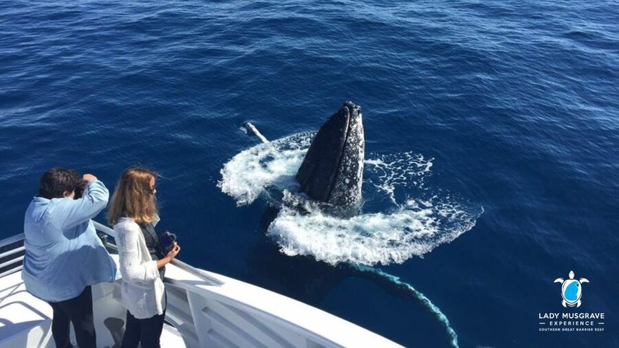 Bundaberg: Whale Watching Sightseeing Cruise with Lunch - An unexpected dolphin bonus