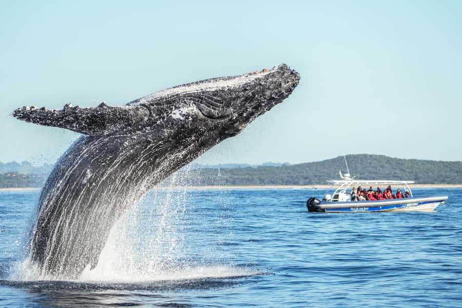 Byron Bay: Whale Watching Cruise with a Marine Biologist - Quick reasons to consider this cruise