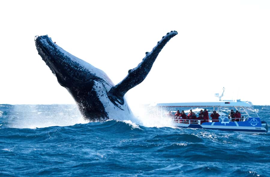 Byron Bay: Whale Watching Cruise with a Marine Biologist - Who should book this experience?
