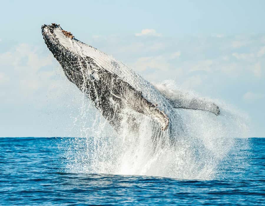 Byron Bay: Whale Watching Cruise with a Marine Biologist - Starting at Ballina’s Richmond River