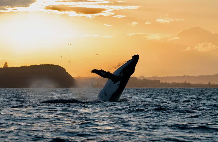 Byron Bay: Whale Watching Cruise with a Marine Biologist - What the marine biologist adds