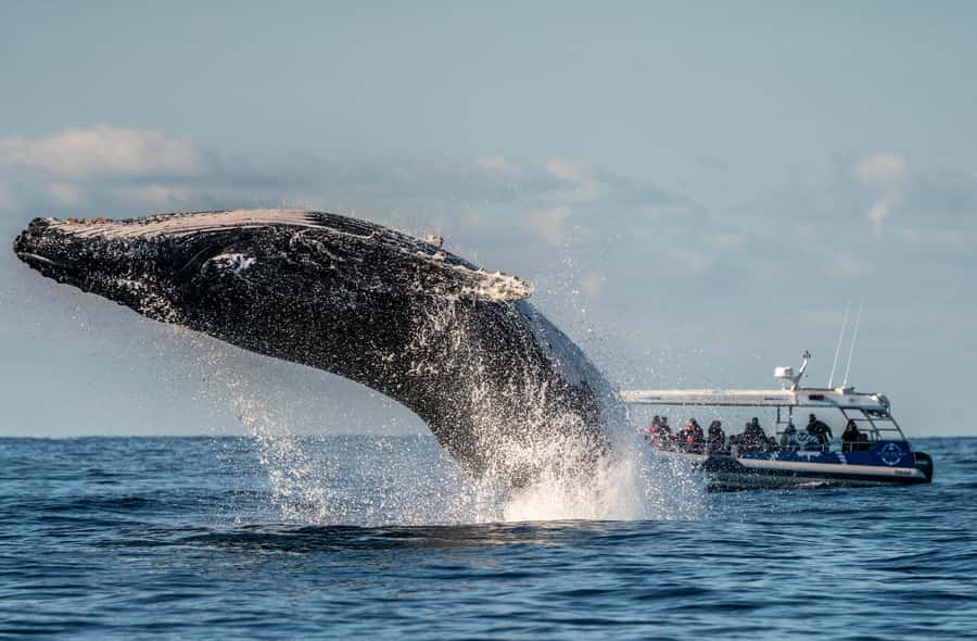 Byron Bay: Whale Watching Cruise with a Marine Biologist - Listening to live whale song