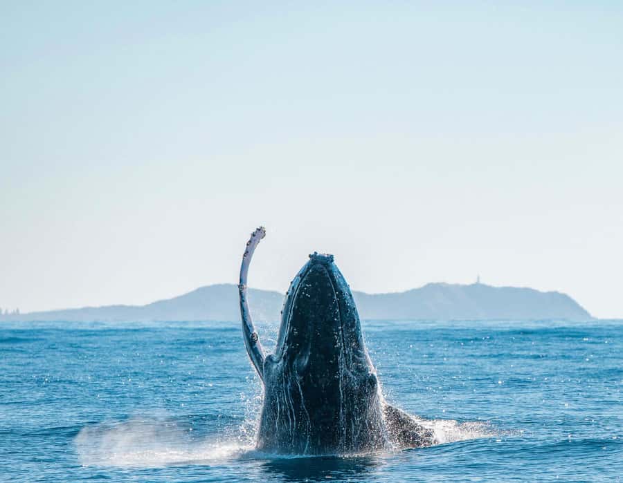Byron Bay: Whale Watching Cruise with a Marine Biologist - The boat, seating, and ride