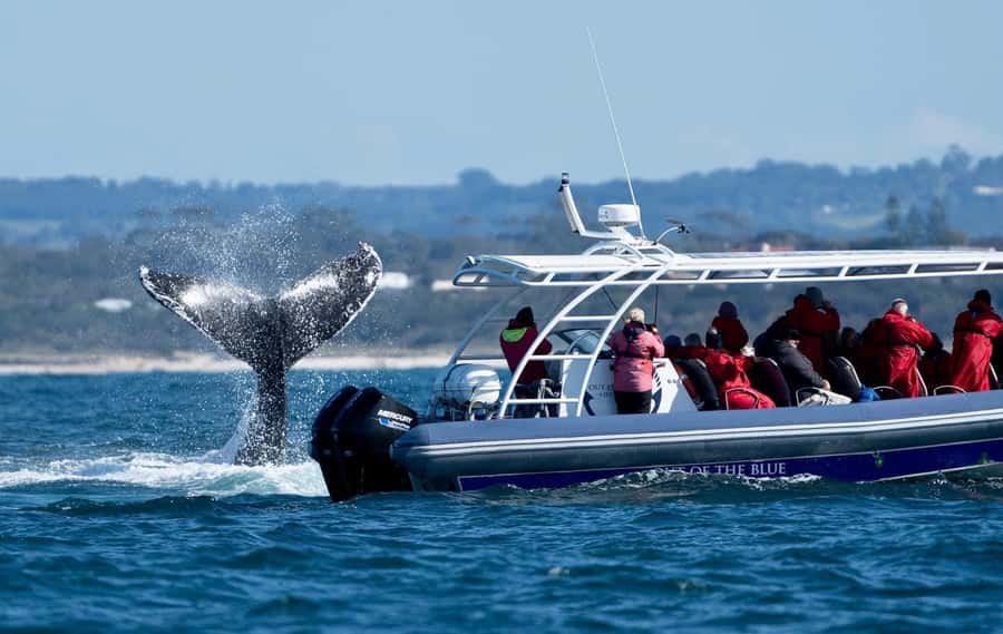Byron Bay: Whale Watching Cruise with a Marine Biologist - Wildlife beyond the humpbacks