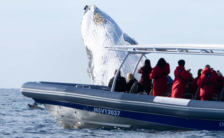 Byron Bay: Whale Watching Cruise with a Marine Biologist - Choosing the best departure time