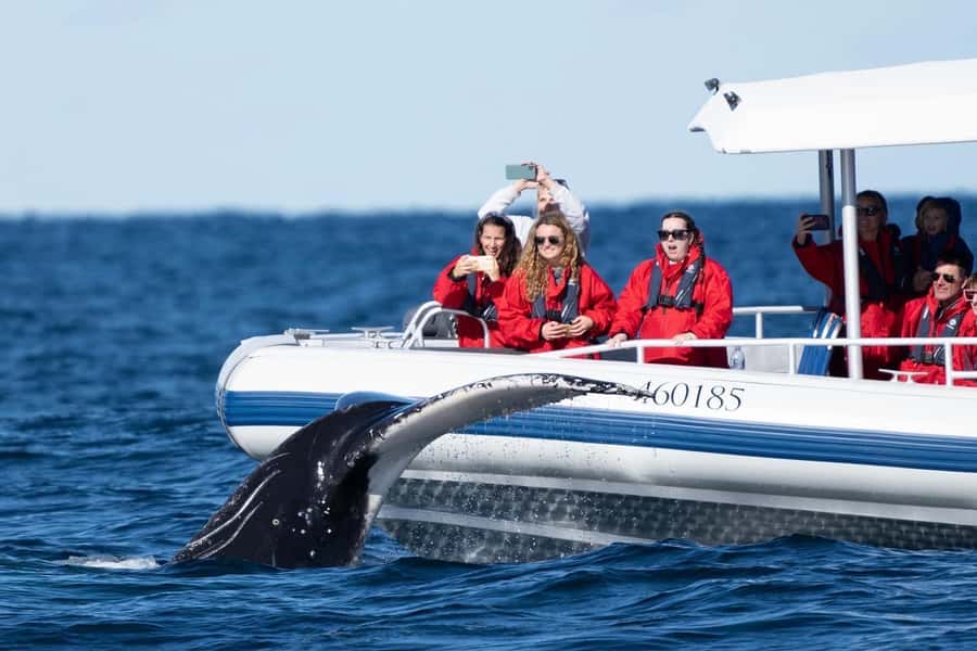 Byron Bay: Whale Watching Cruise with a Marine Biologist - Into Cape Byron Marine Park