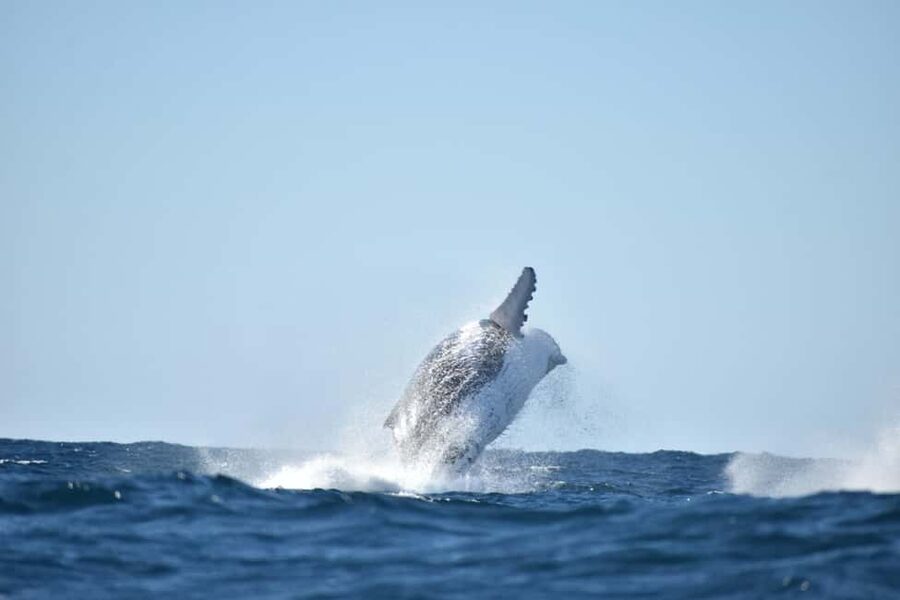 Byron Bay: Whale Watching Tour - Why the Byron Bay departure matters