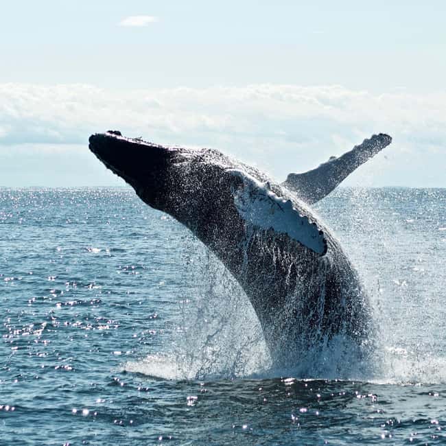 Byron Bay: Whale Watching Tour - The first 30 minutes: briefing, transfer, and beach boarding